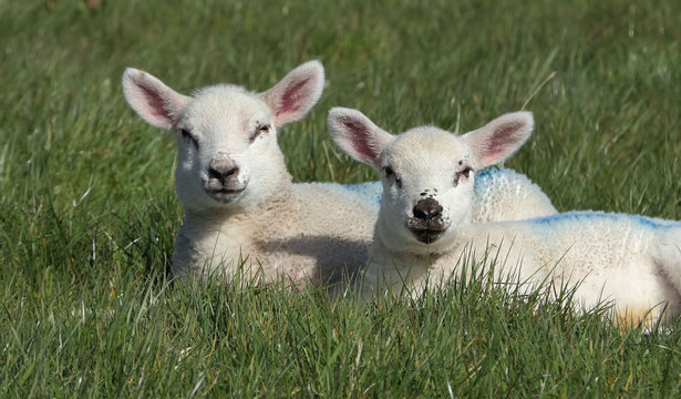Sheep and lambs ln in a field on farm in Ireland