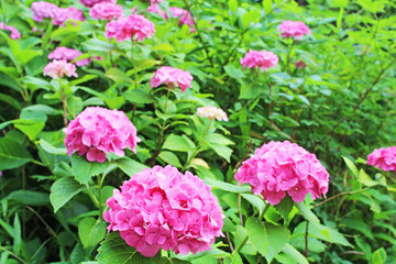 あじさい　上野公園