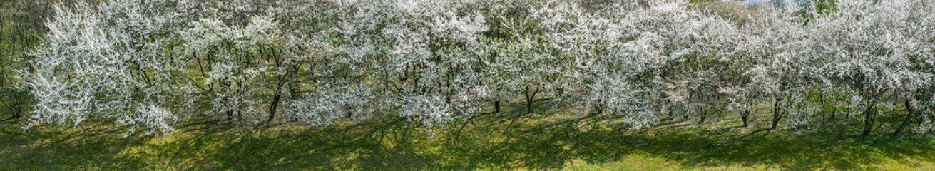 wide aerial panorama of cherry trees in full bloom. fruit orchard in the early spring.