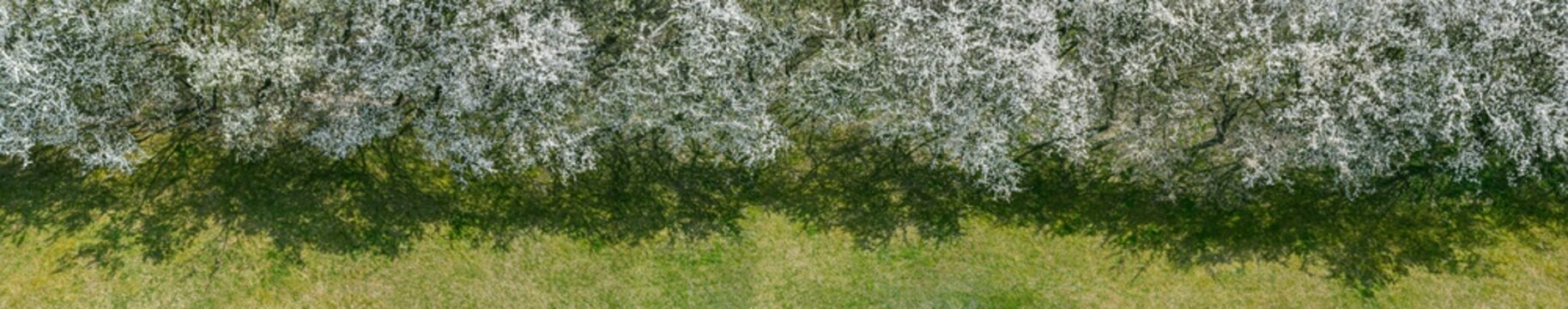 Aerial Panoramic View. Natural Background Of Blooming Cherry Trees With White Flowers Seen From Above