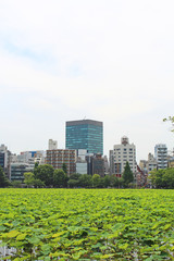 あじさい　上野公園