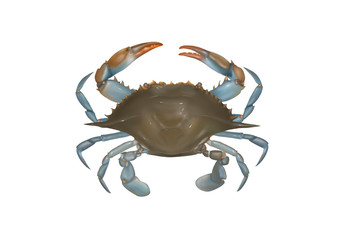 crab isolated on white background, Illustration using clipping path