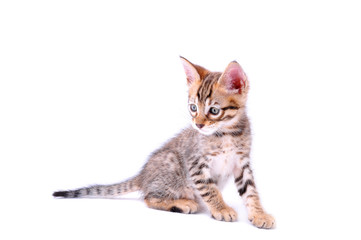 Baby Savannah Cat