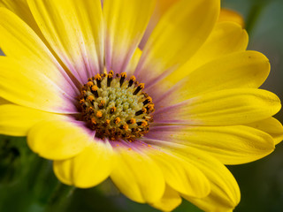 Brilliant yellow bicolor close up of a daisy type flower (Oseoperumum ecklonis) showing flower anatomy.