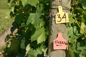 A sign post in a vineard in summer