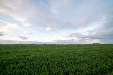 An beautiful grassfield