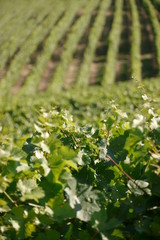 Looking across rows of vines in a vineyard in summer