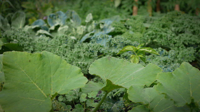 Vegetables growing in a home garden in summer