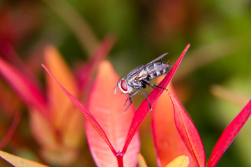 Insect  on the red leaf by macro shot , Close up insect.
