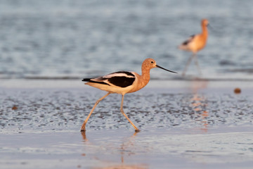 Couple of American avocets wading in the ocean, Galveston, Texas