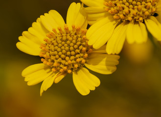 Bright yellow close up of brittlebush (Encelia farinosa) sunflower wildflower.