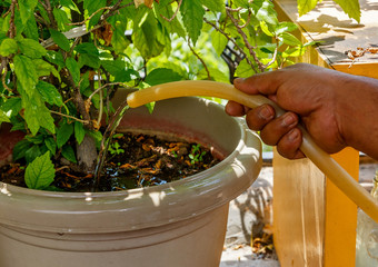 Indian man's hand with garden hose watering hibiskus plant © bander