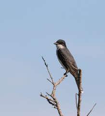 Perched Eastern kingbird (Tyrannus tyrannus) on the blue sky background..