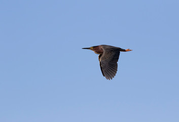 Green Heron (Butorides virescens) In Flight On Blue Sky Background