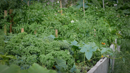 Vegetables growing in a home garden in summer