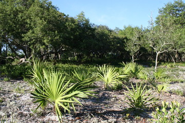 Palms in Gulf Shores Alabama 2020 I