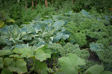 Vegetables growing in a home garden in summer