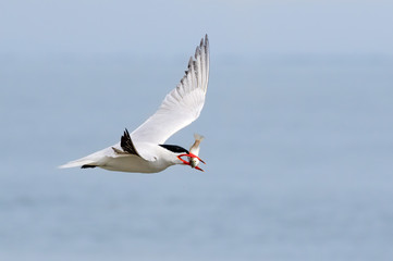 Fototapeta na wymiar Forster's Terns (Terna forsteri) in flight with cought ish