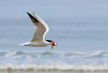 Forster's Terns (Terna forsteri) in flight with cought ish