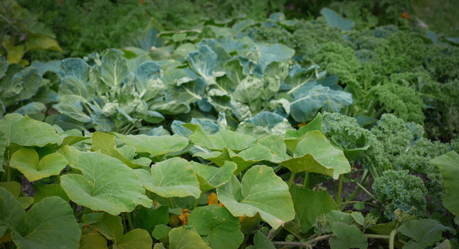 Vegetables growing in a home garden in summer