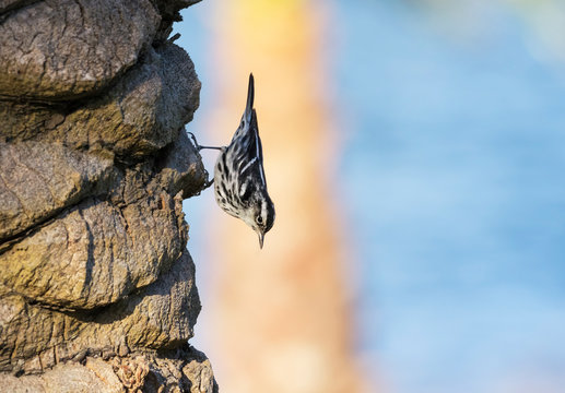 The Black And White Warbler (Miniotilta Varia) On Tthe Palm Tree With Blue Ocean Background