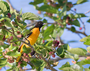 The Baltimore oriole feeding on the mulberrie tree during spring migration. Galveston, Texas, USA