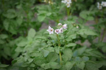Potato blossoms in a garden in summer