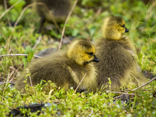 Close-up photo of wild baby grey canadian goose