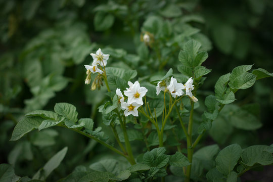 Potato blossoms in a garden in summer