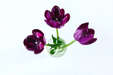 purple spring tulips in huge bunch as background image