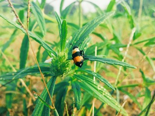 ladybird on a leaf