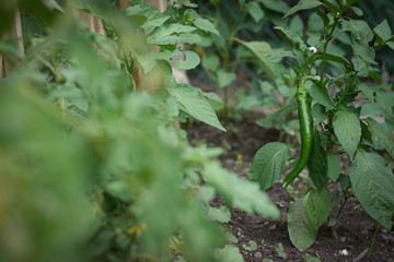 Green peppers in a garden