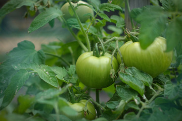 Green tomatoes in a garden