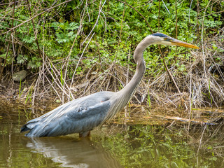 Grey heron in the shallow water of small river