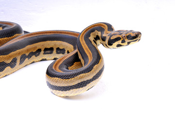 Boaconda Hybrid Boa constrictor imperator X Yellow Anaconda Eunectes notaeus