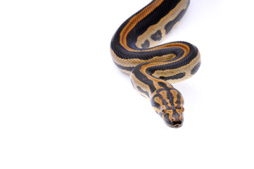 Boaconda Hybrid Boa constrictor imperator X Yellow Anaconda Eunectes notaeus