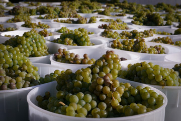 Buckets of harvested white wine grapes