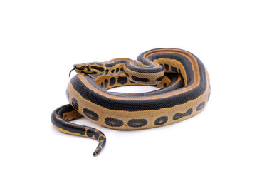 Boaconda Hybrid Boa constrictor imperator X Yellow Anaconda Eunectes notaeus