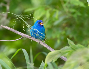 Male Indigo Bunting (Passerina cyanea)Feeding On Wild Cereal Grass