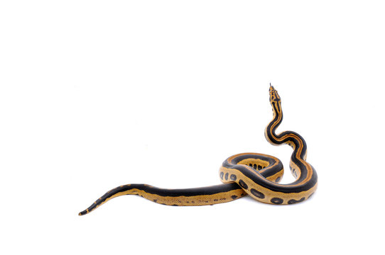 Boaconda Hybrid Boa constrictor imperator X Yellow Anaconda Eunectes notaeus