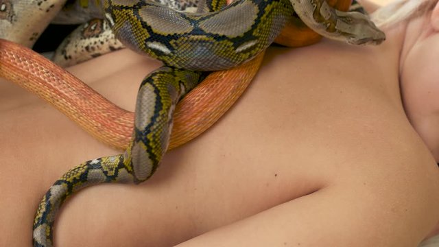 Close up snakes crawling on naked female body. Animal therapy at spa salon.