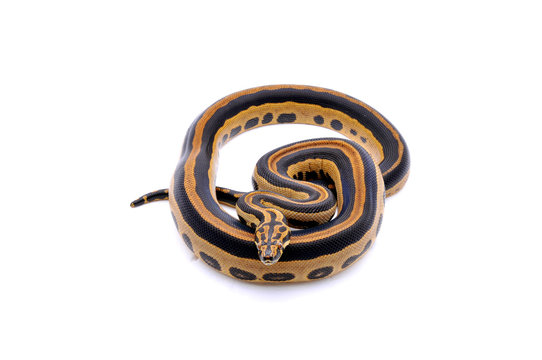 Boaconda Hybrid Boa constrictor imperator X Yellow Anaconda Eunectes notaeus