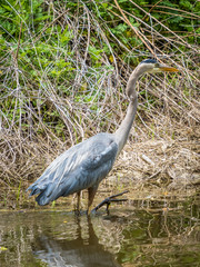 Grey heron in the shallow water of small river