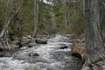 Spring runoff flowing down a creek in the forest
