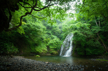 原生林と滝