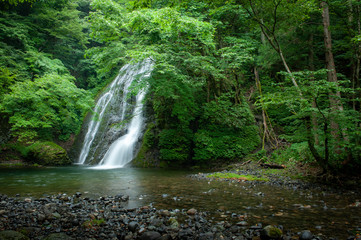 原生林と滝