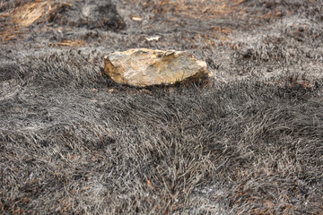 scorched grass on the field after a fire