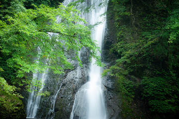 原生林と滝