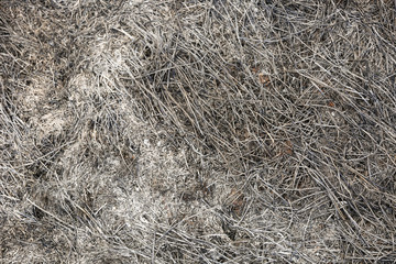 scorched grass on the field after a fire