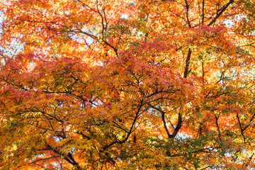 orange color maple, Falling autumn leaves in the garden with copy space for text, natural background for season change and vibrant colorful foliage concept